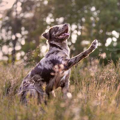 Hundetreffen-Gassi-Partner gesucht-Bild