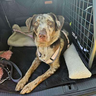 Hundetreffen-Spielpartner gesucht-Bild