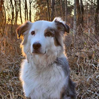 Hundetreffen-Hundebegegnungs-Training-Bild