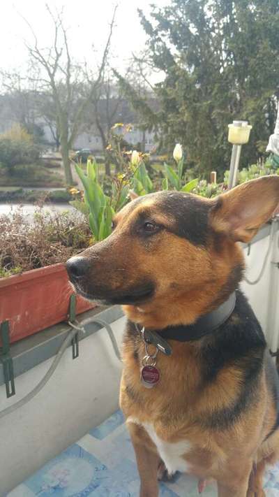 Dogorama Photo Challenge - Der Frühling kommt-Beitrag-Bild