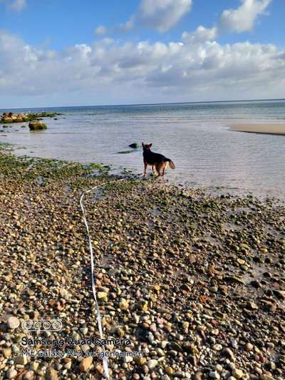 Hundeauslaufgebiet-Selliner Hundestrand-Bild