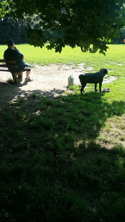 Hundetreffen-Hundewiese Dinslaken-Bild