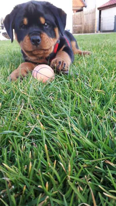 Challenge 23 : "  Euer Hund beim Frühlingserwachen "-Beitrag-Bild