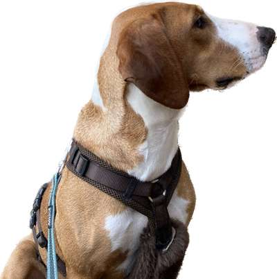 Seltene Rassen!-Beitrag-Bild