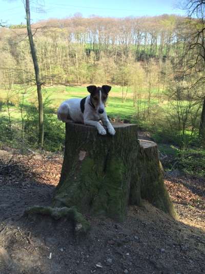 Seltene Rassen!-Beitrag-Bild