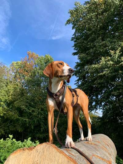 Seltene Rassen!-Beitrag-Bild