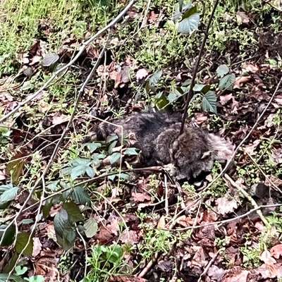 Giftköder-Toter Waschbär-Bild