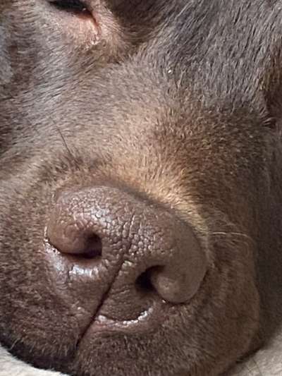 Zeigt her eure Hundenasen-Beitrag-Bild