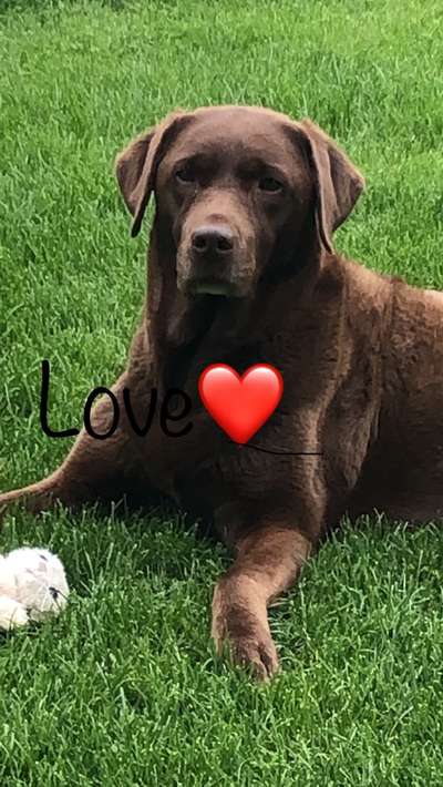 Unsere Fellnasen im Regenbogenland-Beitrag-Bild