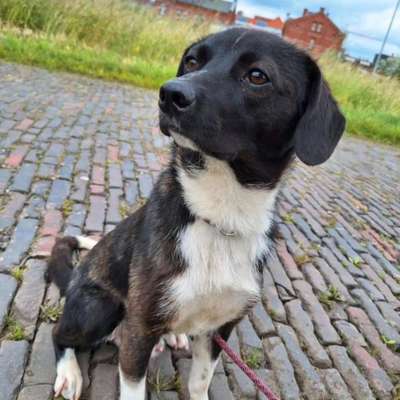 Wie kamst du zu deinem Hund?-Beitrag-Bild