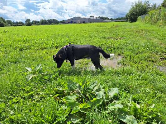 Hundeauslaufgebiet-Hornbach-Bild