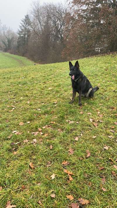 Schäferhund-Beitrag-Bild