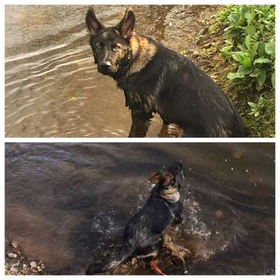 Dogorama-Monats-Challenge-Mai "Wasser"-Beitrag-Bild