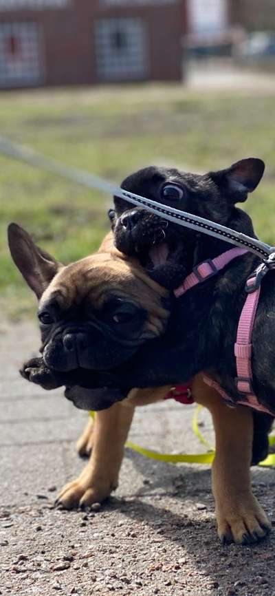 Dogorama Photo Challenge - Spielgesicht-Beitrag-Bild