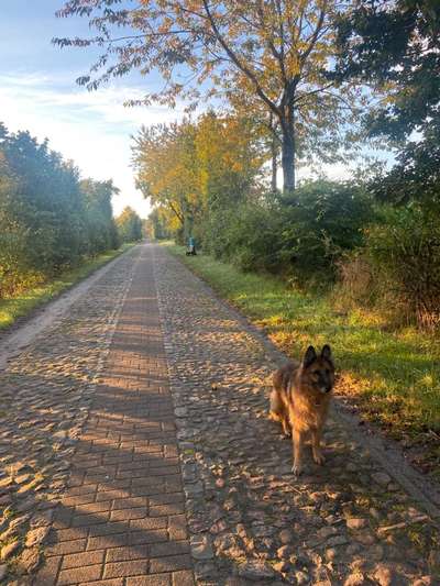 Hundetreffen-Seniorenrunde in Stade-Bild