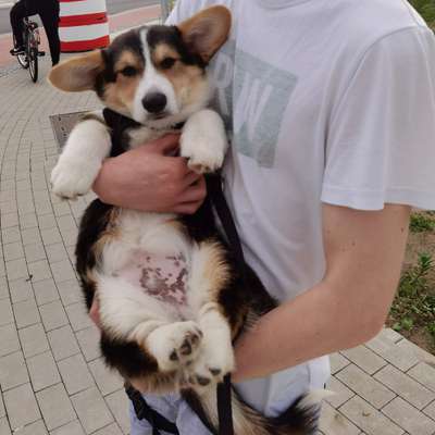 Corgis und ihre persönlichen Hofangestellten-Beitrag-Bild