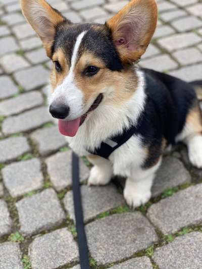 Welche Hunderasse-Beitrag-Bild