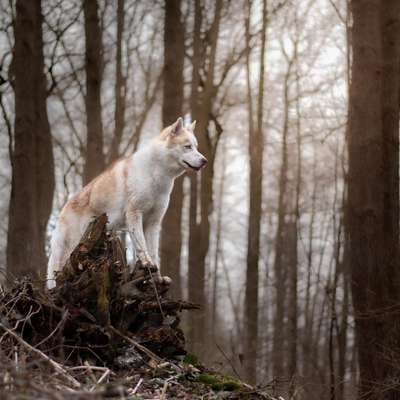 Hundetreffen-Gassi Runde-Bild