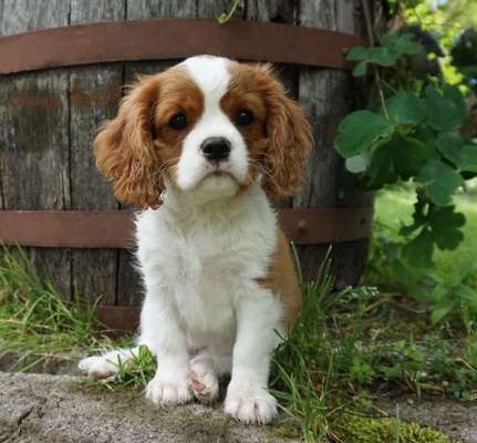 Welpen Bilder !-Beitrag-Bild