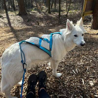 Hundetreffen-Carnicross Partner-Bild