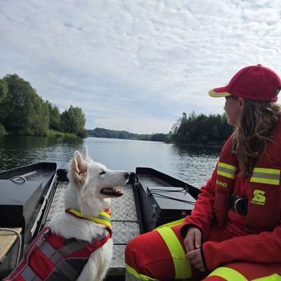 Hundetreffen-Rettungshundearbeit auf dem Wasser-Bild