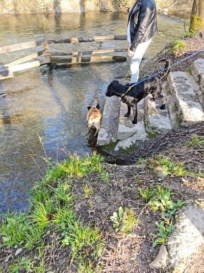 Dogorama-Monats-Challenge-Mai "Wasser"-Beitrag-Bild