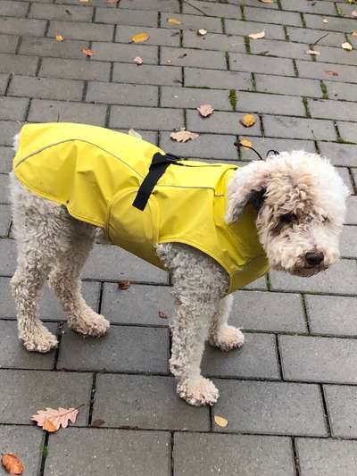 Hunderunde-Beitrag-Bild