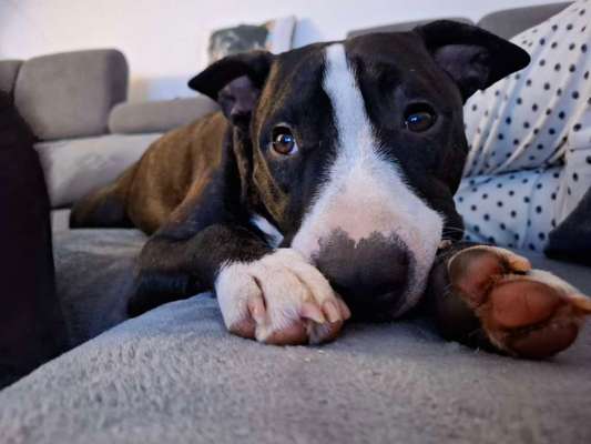 Miniatur Bull Terrier-Beitrag-Bild