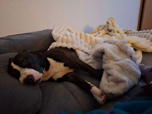 Miniatur Bull Terrier-Beitrag-Bild