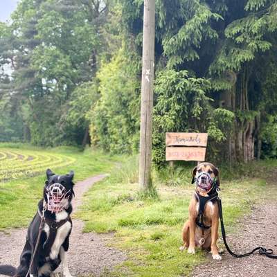 Hundetreffen-Social Walk / Begegnungstraining-Bild