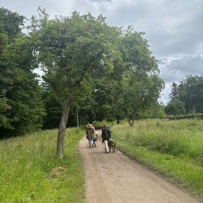 Hundetreffen-Social Walk / Begegnungstraining-Bild