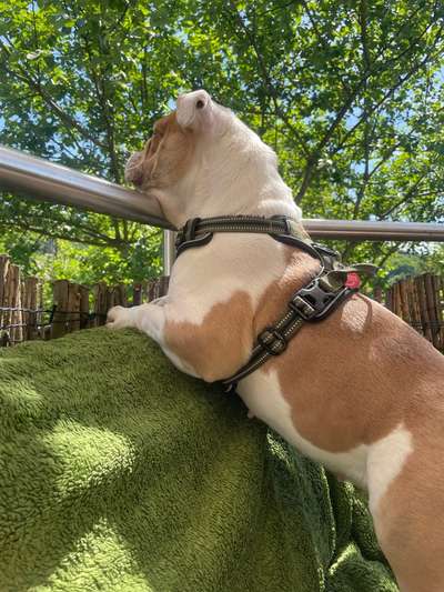 Hundetreffen-Spazierrunden im Wald/Social Walks-Bild
