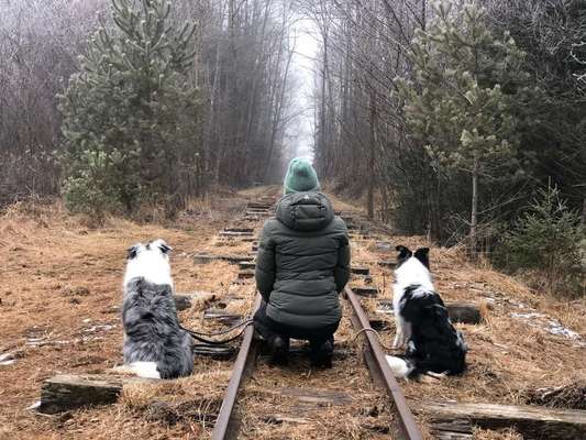 Hundetreffen-Gemeinsames Training-Bild