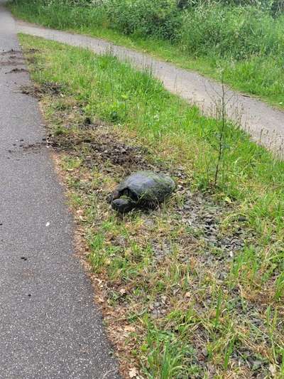 Giftköder-Schnappschildkröte am Wittsee Nettetal-Bild
