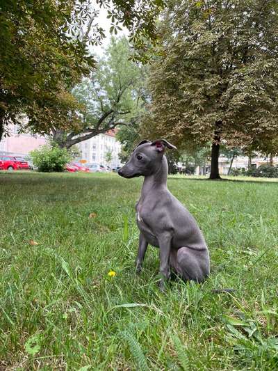 Hundetreffen-Lupita möchte spielen-Bild