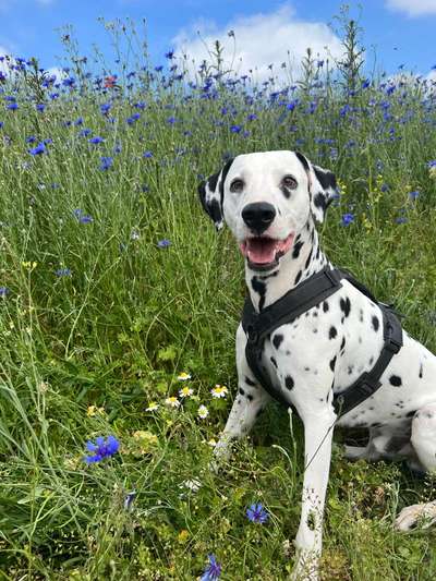 Hundetreffen-Sozial Walk ohne Freilauf-Bild