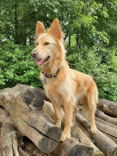 Mischlinge - die beste Rasse die es gibt-Beitrag-Bild