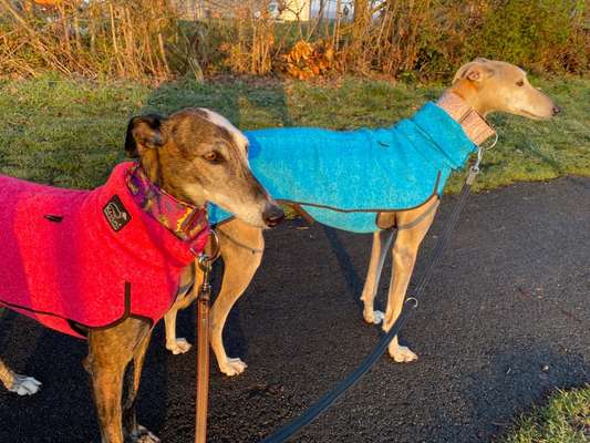 Windhunde - Treffen der besonderen Schönheiten
HERZLICH WILLKOMMEN-Beitrag-Bild