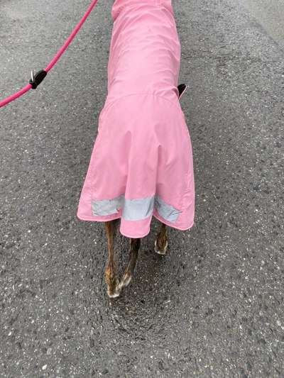 Windhunde - Treffen der besonderen Schönheiten
HERZLICH WILLKOMMEN-Beitrag-Bild