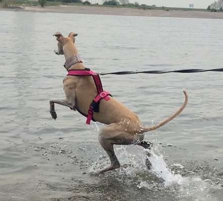 Windhunde - Treffen der besonderen Schönheiten
HERZLICH WILLKOMMEN-Beitrag-Bild