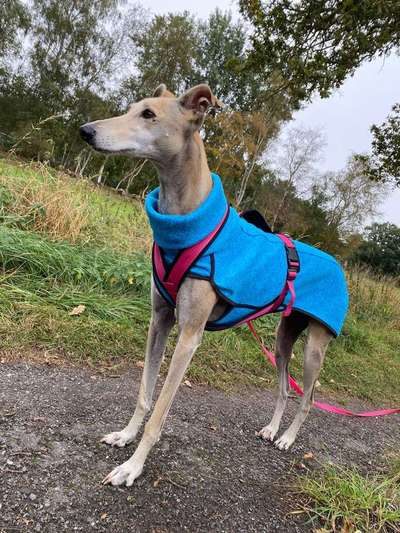 Mantel/Pullover für größeren Hund-Beitrag-Bild