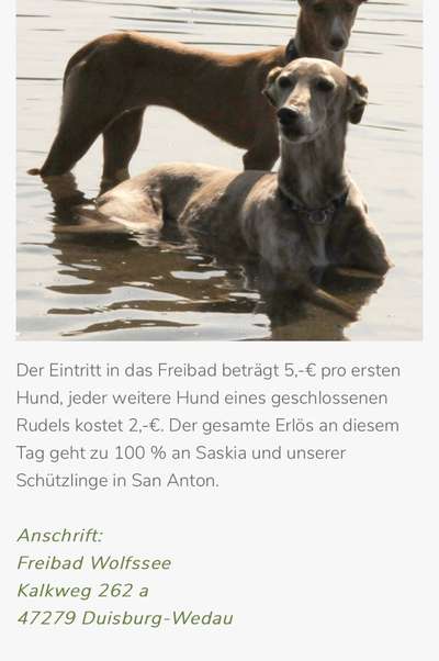 Windhunde - Treffen der besonderen Schönheiten
HERZLICH WILLKOMMEN-Beitrag-Bild