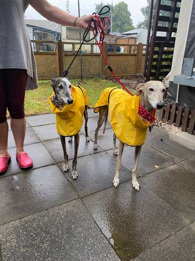 Windhunde - Treffen der besonderen Schönheiten
HERZLICH WILLKOMMEN-Beitrag-Bild