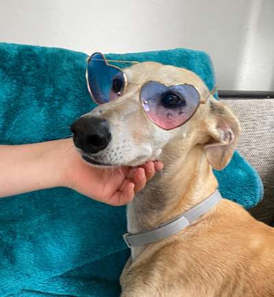 Windhunde - Treffen der besonderen Schönheiten
HERZLICH WILLKOMMEN-Beitrag-Bild