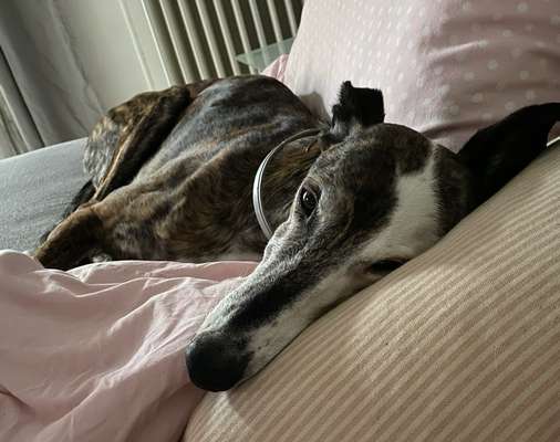 Windhunde - Treffen der besonderen Schönheiten
HERZLICH WILLKOMMEN-Beitrag-Bild