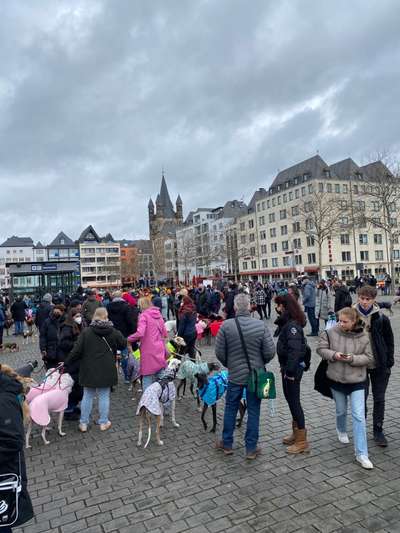 Windhunde - Treffen der besonderen Schönheiten
HERZLICH WILLKOMMEN-Beitrag-Bild