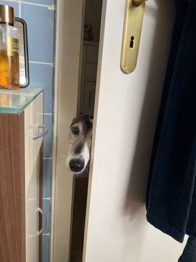 Windhunde - Treffen der besonderen Schönheiten
HERZLICH WILLKOMMEN-Beitrag-Bild