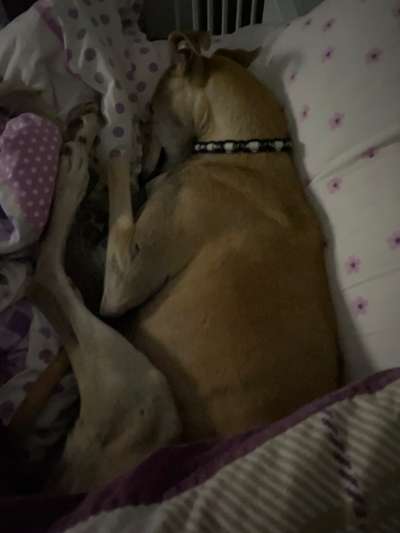 Windhunde - Treffen der besonderen Schönheiten
HERZLICH WILLKOMMEN-Beitrag-Bild