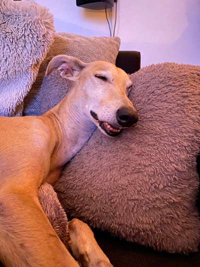 Windhunde - Treffen der besonderen Schönheiten
HERZLICH WILLKOMMEN-Beitrag-Bild