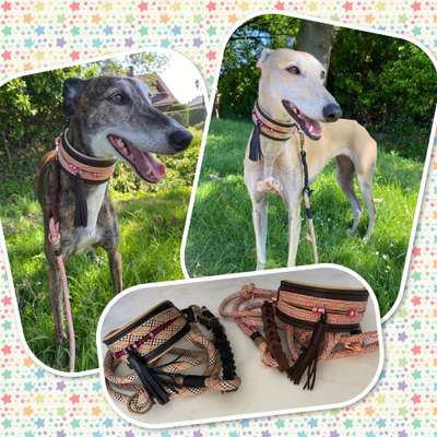 Windhunde - Treffen der besonderen Schönheiten
HERZLICH WILLKOMMEN-Beitrag-Bild